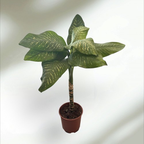 Difenbahya Dev (XL)